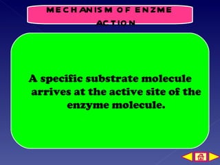 Mechanism of Enzyme Action | PPT