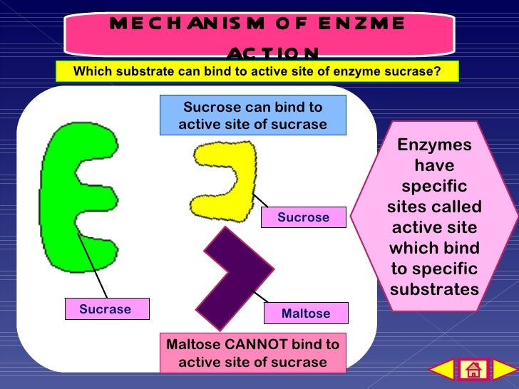 Mechanism of enzyme action