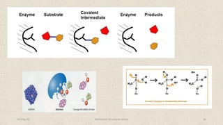 Mechanism of enzyme action | PDF