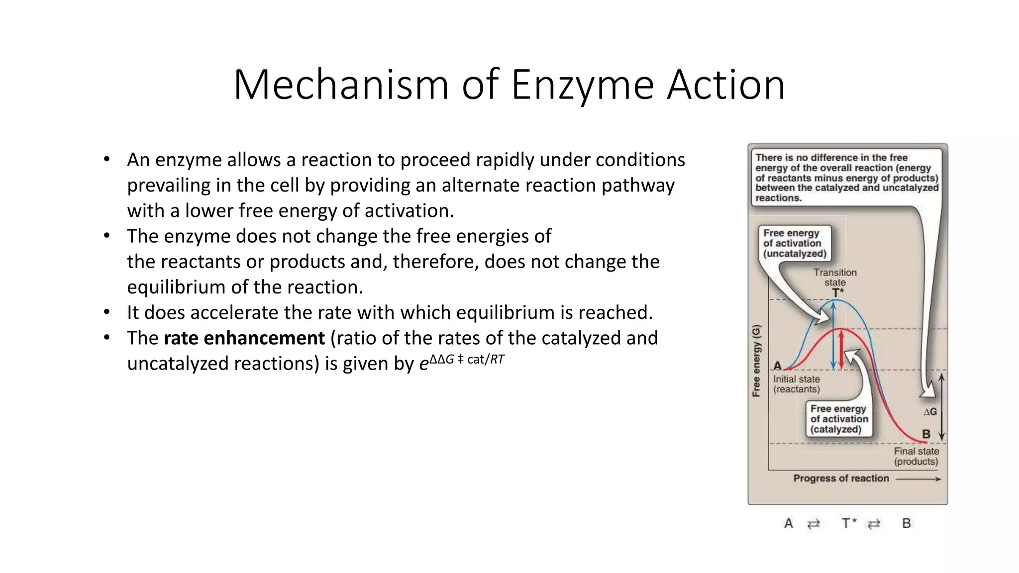 Mechanism of enzyme action | PPTX