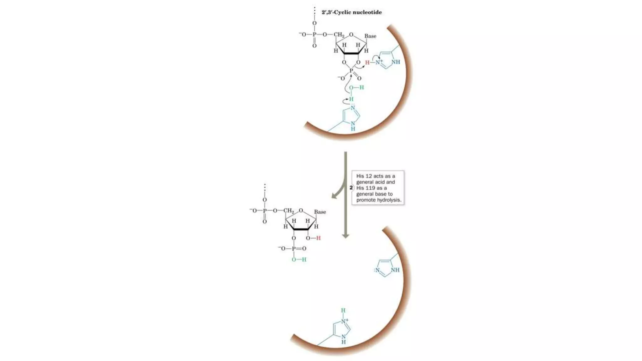 Mechanism of enzyme action | PPTX