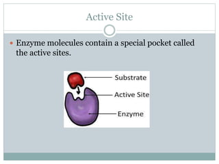 Mechanism of Enzyme Action.. | PPTX