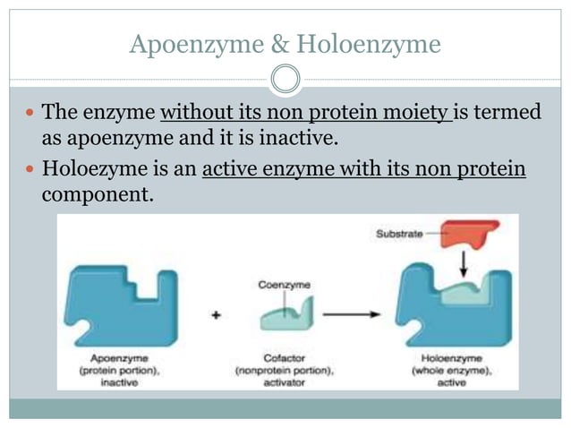 Mechanism of Enzyme Action.. | PPT