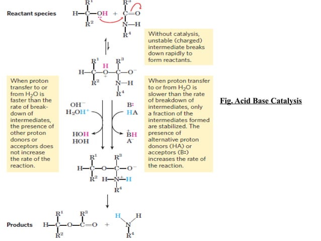 two-stage mechanism of catalase action. the reaction... Mechanism of enzyme action - catalysis.pptx
