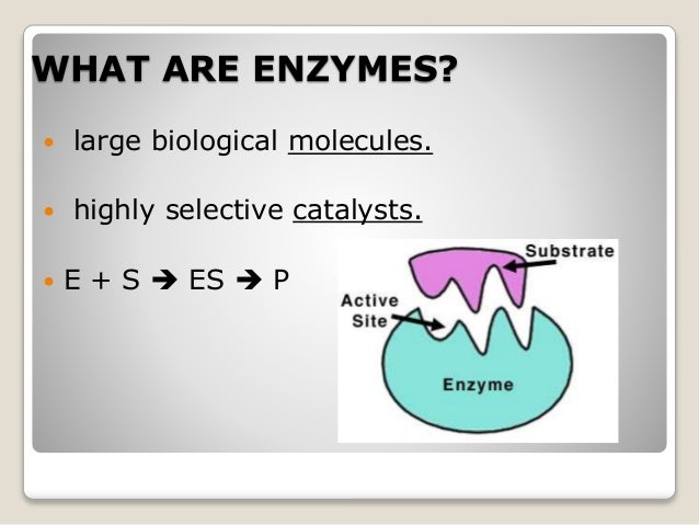 catalysis 6 enzyme mechanisms of of Mechanism catalysis enzyme