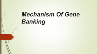 Mechanism Of Gene
Banking
 