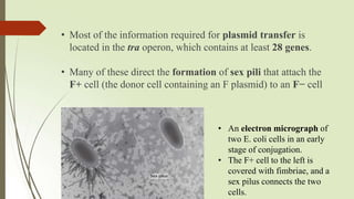 Transfer Operon Mechanism of gene transfer.pptx