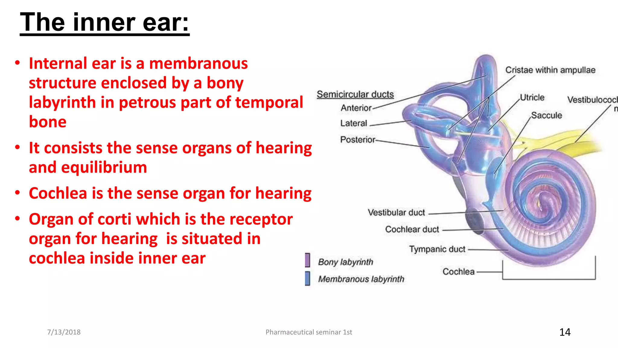 The inner ear:
• Internal ear is a membranous
structure enclosed by a bony
labyrinth in petrous part of temporal
bone
• It consists the sense organs of hearing
and equilibrium
• Cochlea is the sense organ for hearing
• Organ of corti which is the receptor
organ for hearing is situated in
cochlea inside inner ear
Pharmaceutical seminar 1st 147/13/2018
 