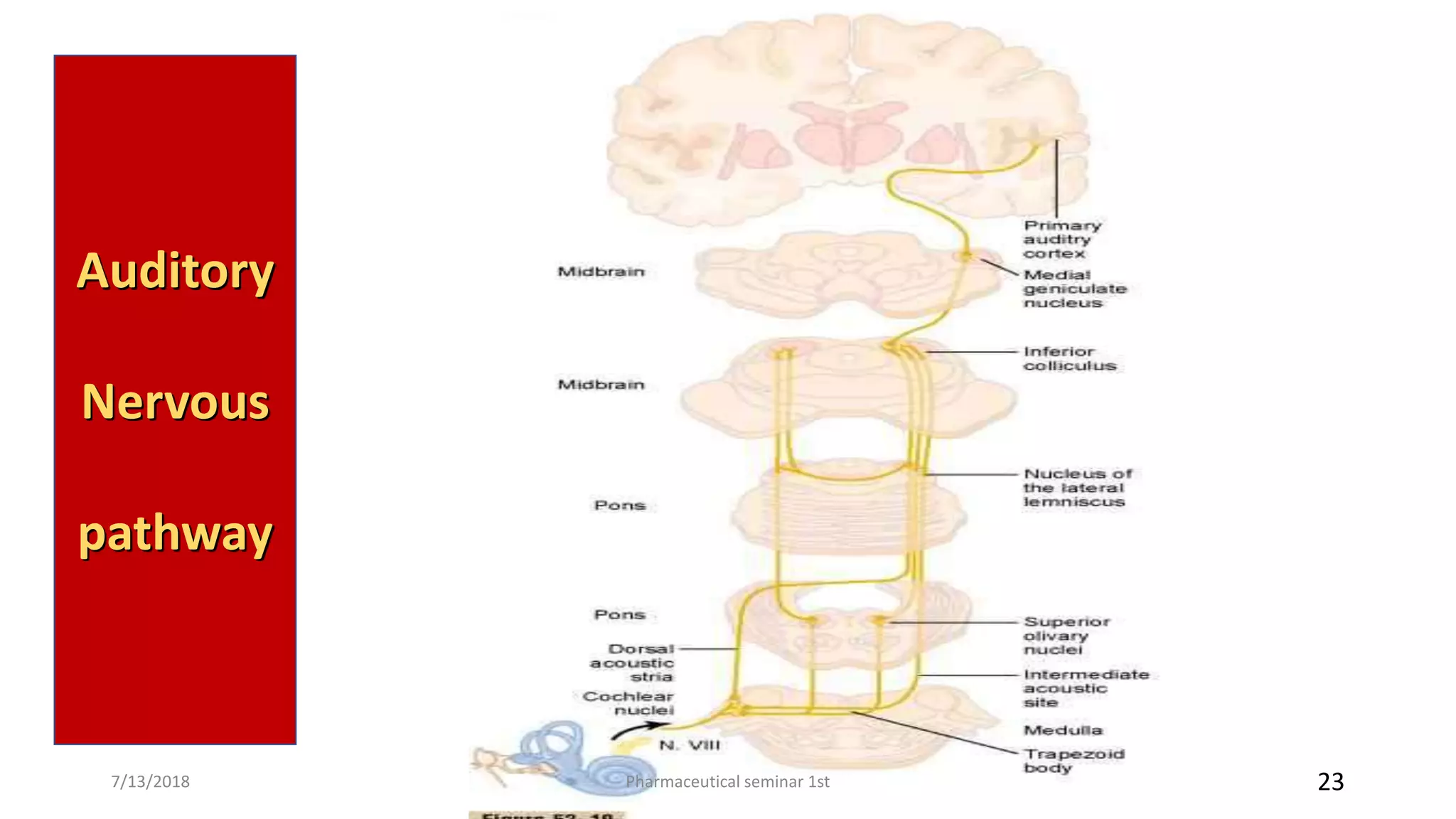 Auditory
Nervous
pathway
Pharmaceutical seminar 1st 237/13/2018
 