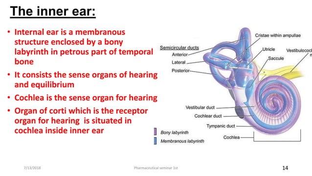 Mechanism of Hearing (presentation) | PPTX | Digital Audio | Computer ...