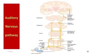 Mechanism of Hearing (presentation) | PPTX