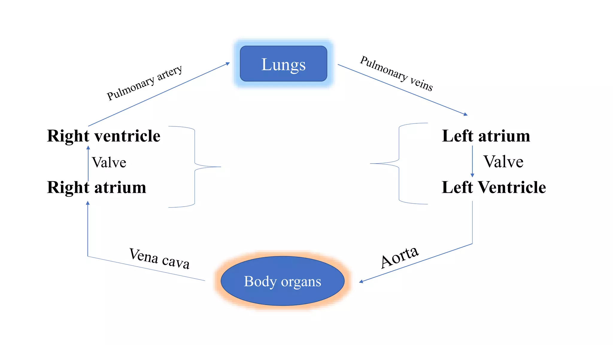 Mechanism of heart, evolution of heart, single and double circulation .pptx