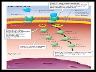 Mechanism of hormone action