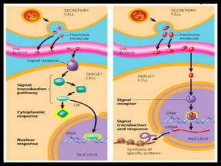 Mechanism of hormone action