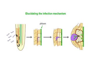 Hyperpoom Infection Mechanism of hypertrophy symptoms in various host pathogen interaction ...