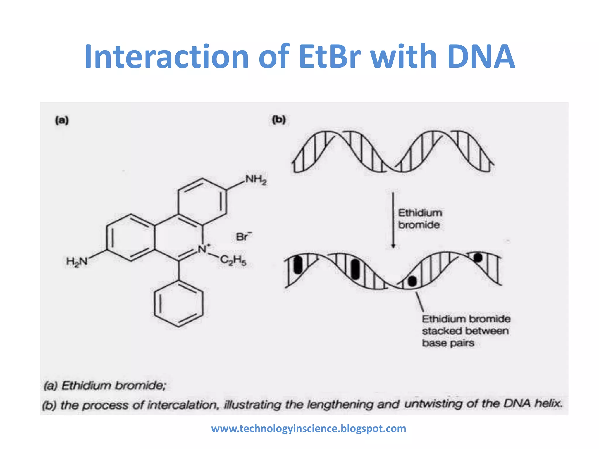 Mechanism of interaction of Ethidium Bromide (EtBr) with DNA | PPTX