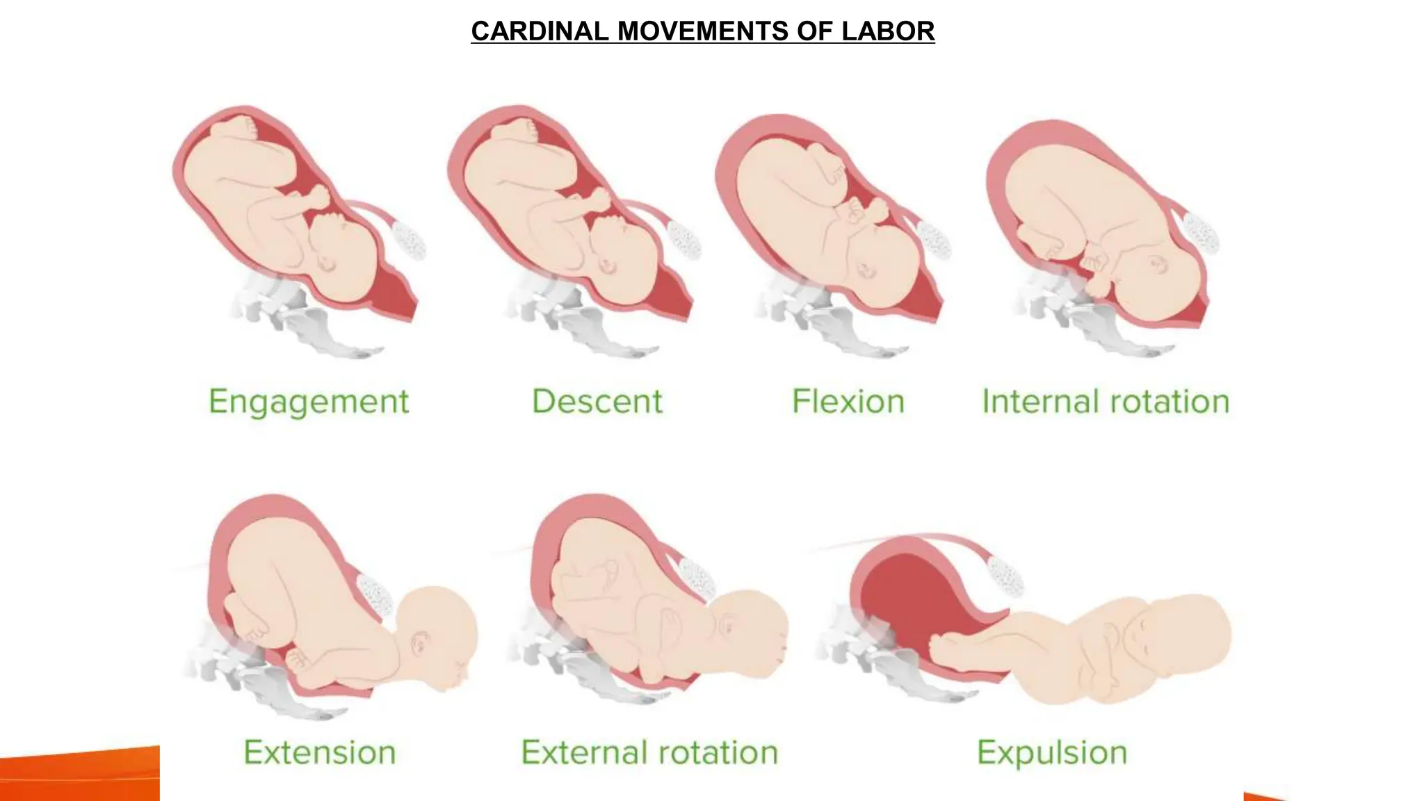 MECHANISM OF LABOUR.pptxcvzzdbfgffsssgsgsgsg | PPTX