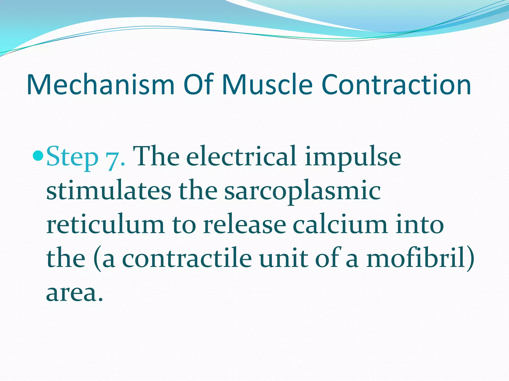 Muscle Contraction Steps Quizlet - vf8voix