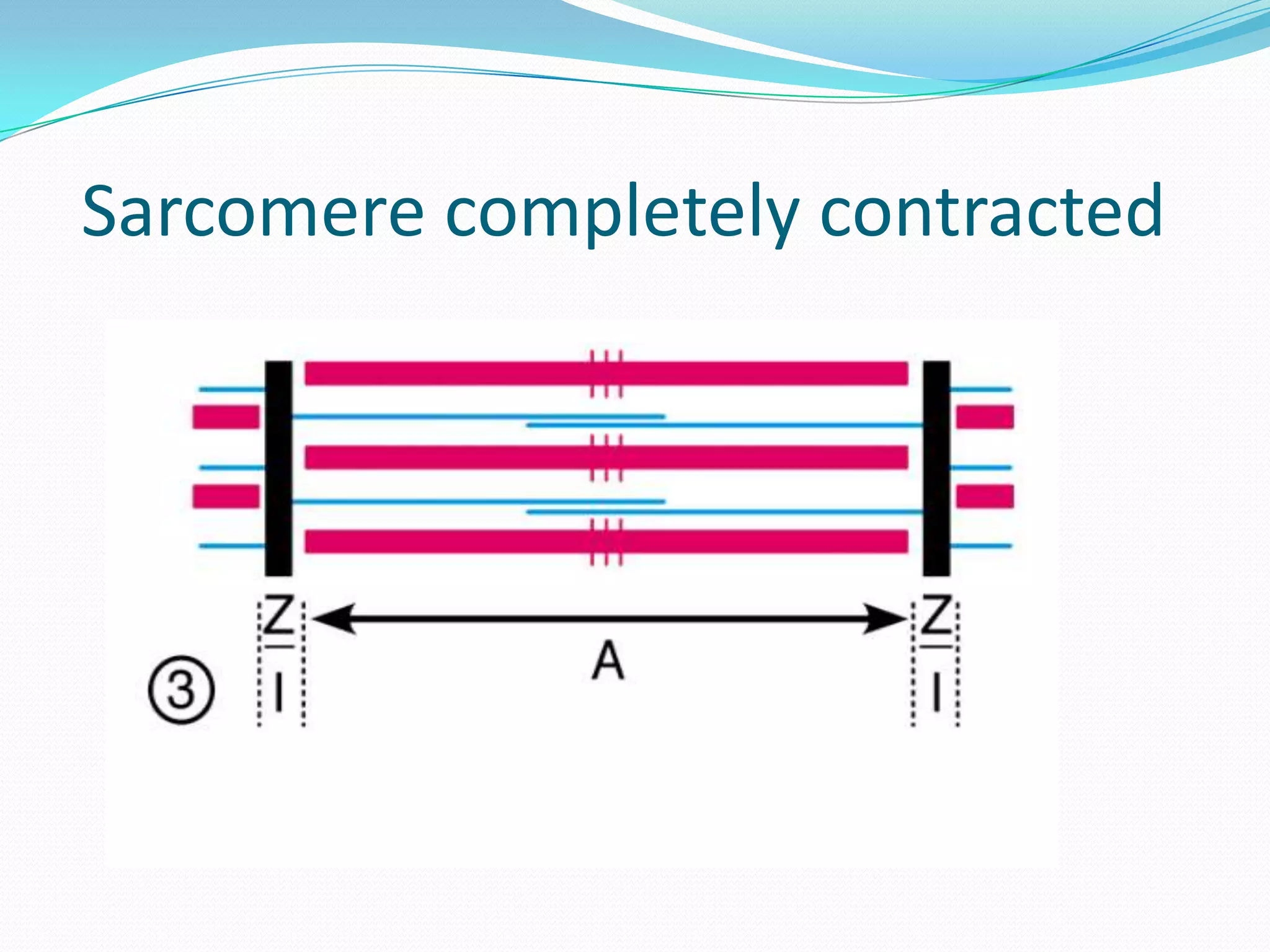 Muscle Contraction Steps Quizlet - 9u0n444
