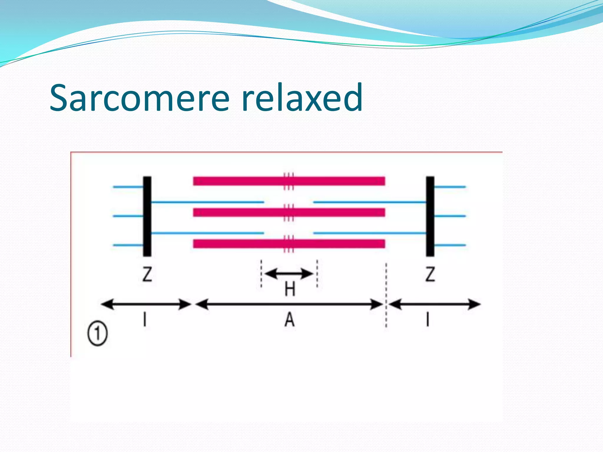 Muscle Contraction Steps Quizlet - 7s38q7b