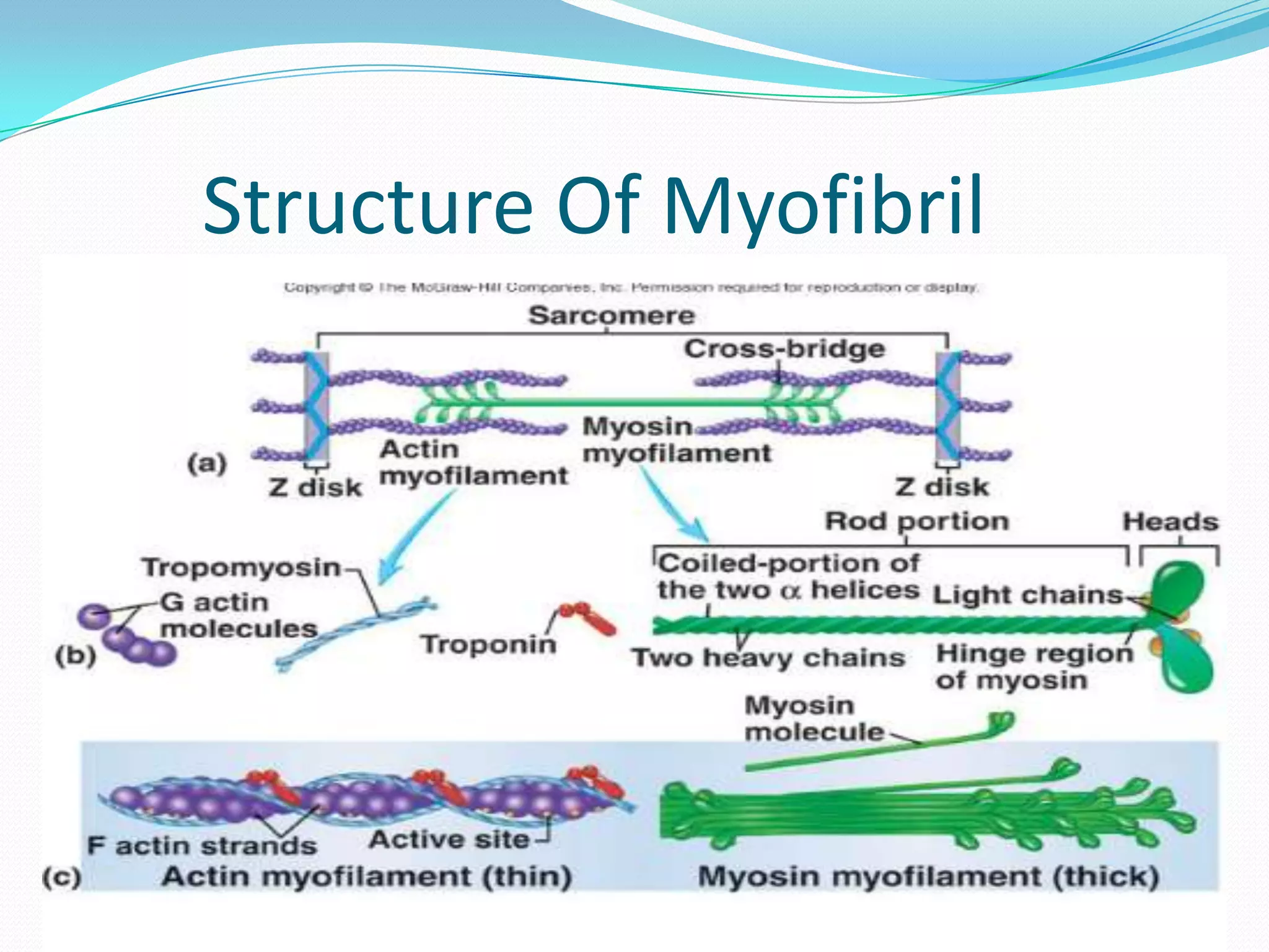 Muscle Contraction Steps Quizlet - 0ku00h5
