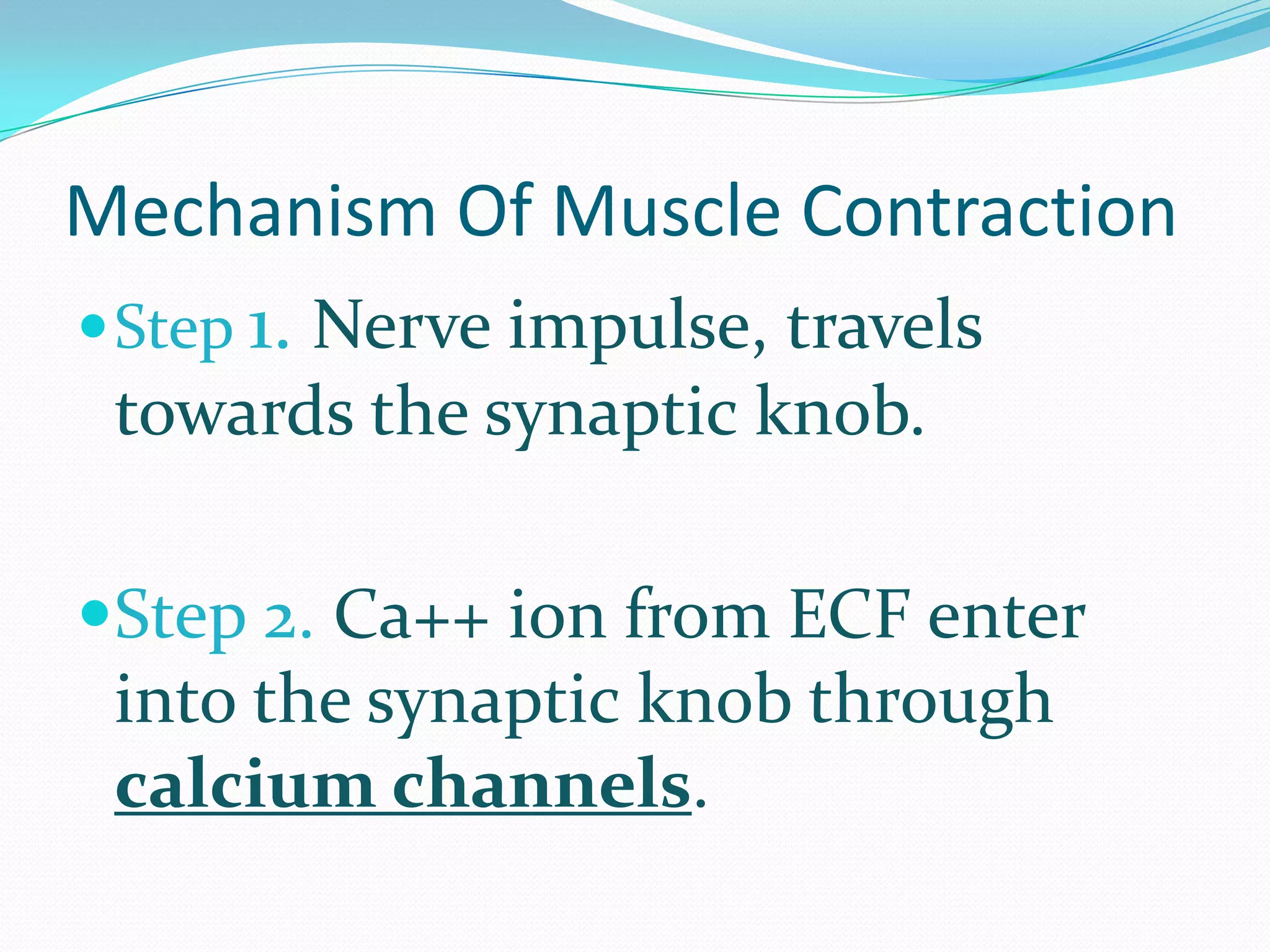 Muscle Contraction Steps Quizlet - 8yqikz7
