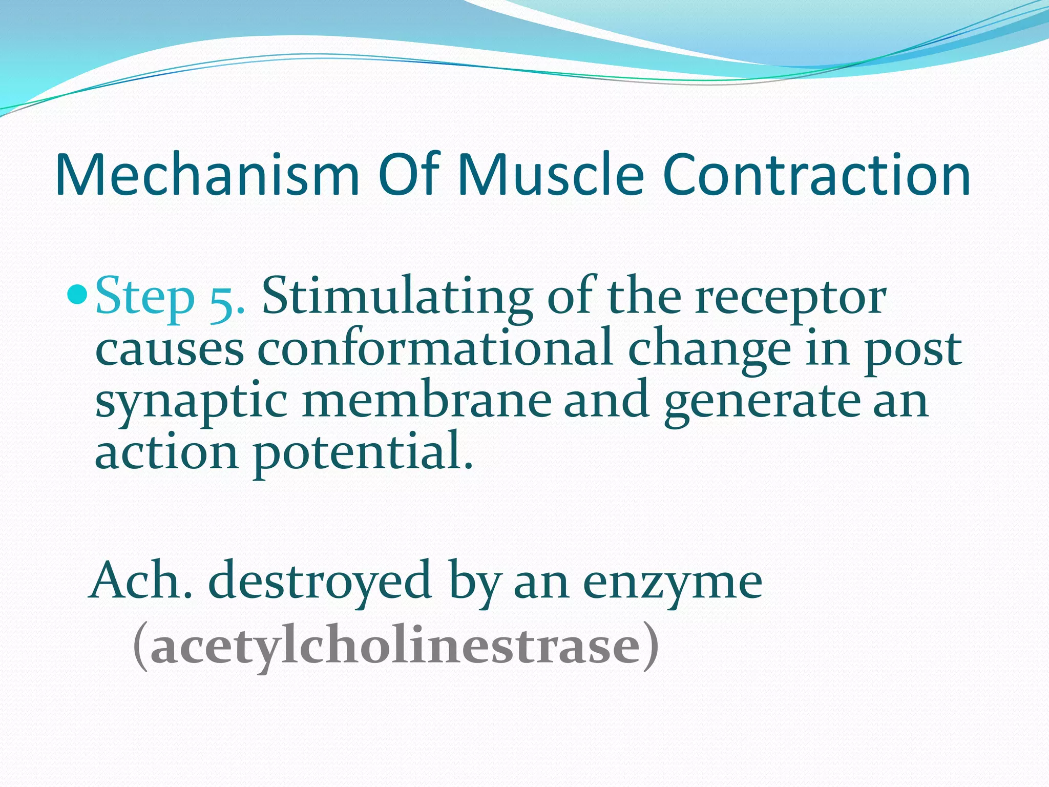 Mechanism of muscle contraction ppt