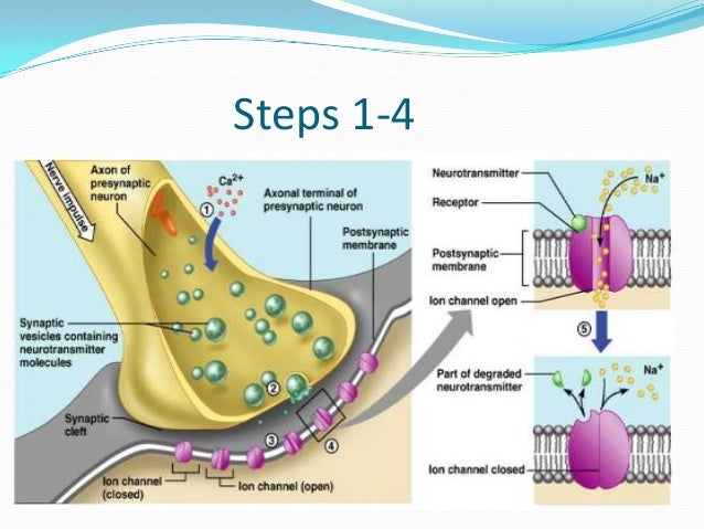 Steps In Muscle Contraction - slideshare