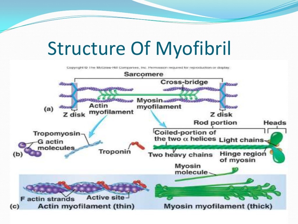 Mechanism of muscle contraction