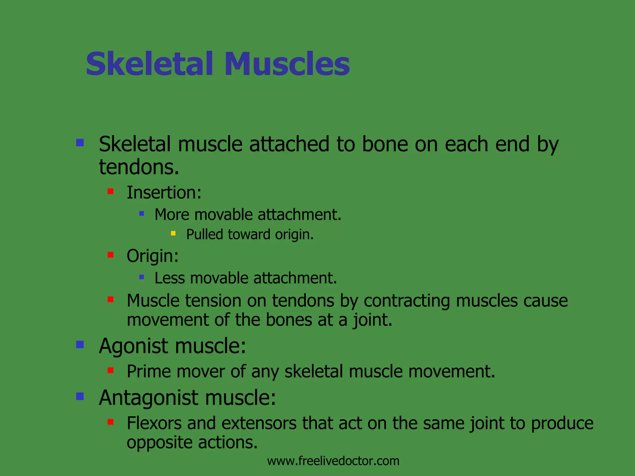 Mechanism Of Muscle Contraction&Neural Control | PPT
