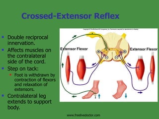 Extensor Contraction Mechanism Of Muscle Contraction&Neural Control | PPT