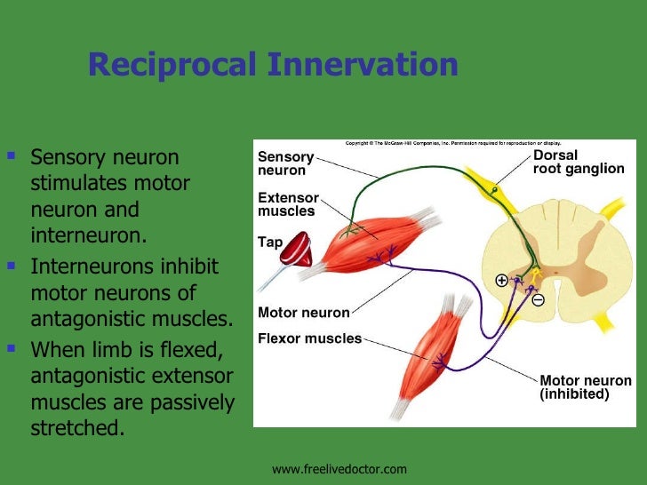 Mechanism Of Muscle Contraction&Neural Control