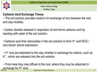 Institute of Agriculture and Animal Science (IAAS)
Prithu Technical College
Deukhuri, Dang
SSC-121 Mechanism of Nutrient Absorption 10
Carbonic Acid Exchange Theory
• The soil solution provides medium for exchange of ions between the root
and clay micelles.
• Carbon dioxide released in respiration of root forms carbonic acid by
reacting with water of the soil solution.
• Carbonic acid then dissociates in the soil solution to form H⁺ and HCO₃⁻
ions shown above expression.
• H⁺ ions are adsorbed to the clay micelles in exchange for cations, such as
K⁺ , which are released into the soil solution.
• From here they may diffuse to the root, where they may be adsorbed in
exchange for H⁺ ions.
 