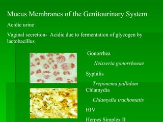 Mucus Membranes of the Genitourinary System  Acidic urine Vaginal secretion-  Acidic due to fermentation of glycogen by lactobacillus Gonorrhea Neisseria gonorrhoeae Syphilis Treponema pallidum Chlamydia Chlamydia trachomatis HIV Herpes Simplex II 