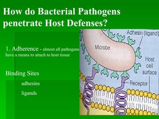 How do Bacterial Pathogens penetrate Host Defenses? 1. Adherence  -  almost all pathogens have a means to attach to host tissue Binding Sites adhesins ligands 