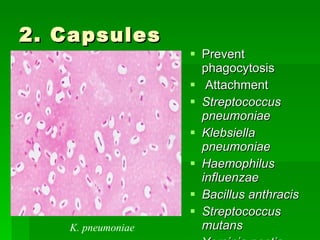 2. Capsules Prevent phagocytosis Attachment Streptococcus pneumoniae Klebsiella pneumoniae Haemophilus influenzae Bacillus anthracis Streptococcus mutans Yersinia pestis K. pneumoniae 