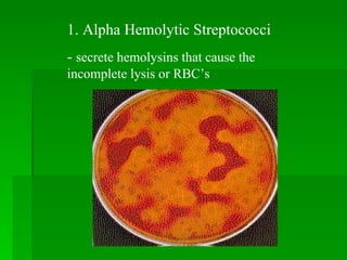 1. Alpha Hemolytic Streptococci  -  secrete hemolysins that cause the incomplete lysis or RBC’s 