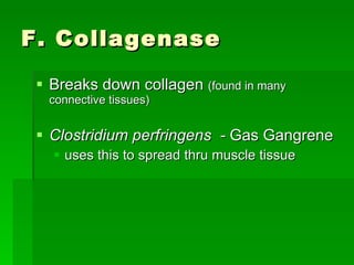 F. Collagenase Breaks down collagen  (found in many connective tissues) Clostridium perfringens  -  Gas Gangrene uses this to spread thru muscle tissue 