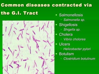 Common diseases contracted via the G.I. Tract   Salmonellosis Salmonella sp. Shigellosis Shigella sp. Cholera Vibrio cholorea Ulcers Helicobacter pylori Botulism Clostridium botulinum 