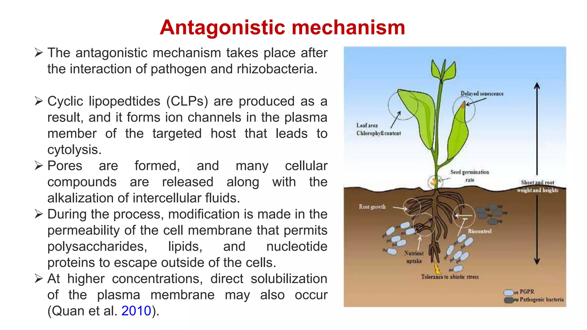 Mechanism of PGPR as biopesticide [Autosaved].pptx