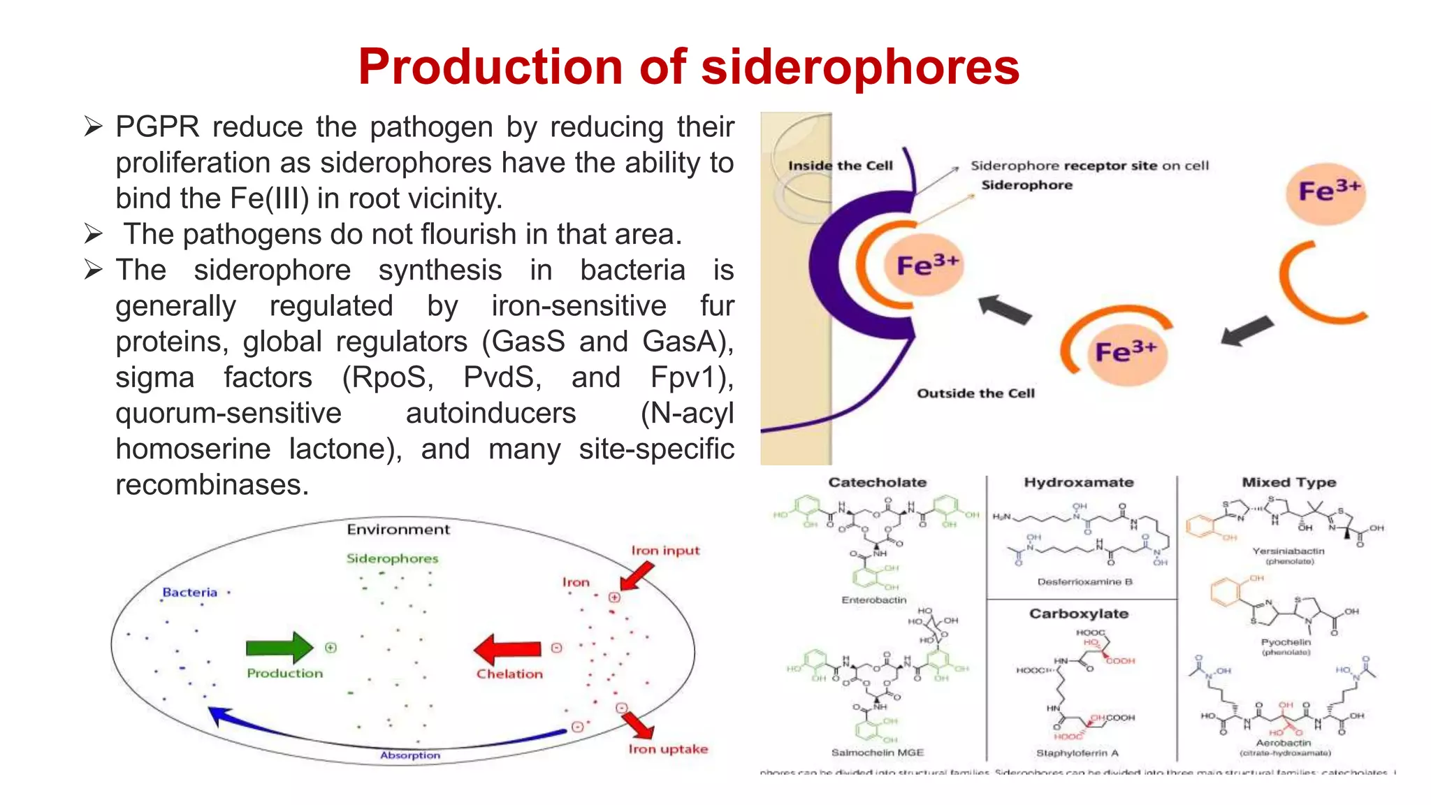 Mechanism of PGPR as biopesticide [Autosaved].pptx