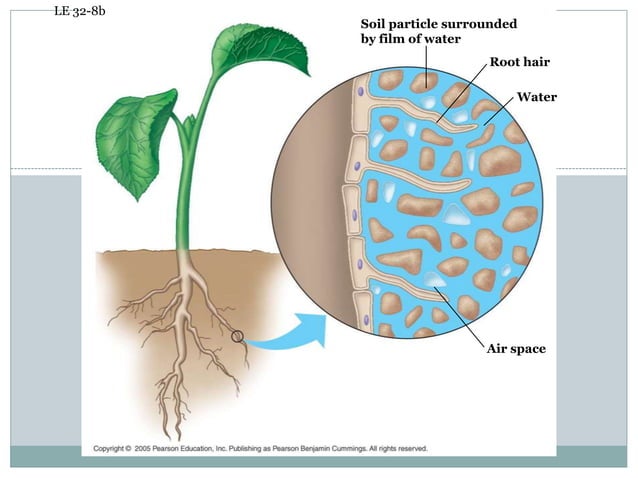 Mechanism of plant nutrient absorption by plant root and plant tissue ...