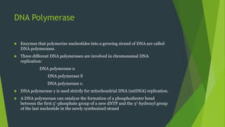DNA Polymerase
 Enzymes that polymerize nucleotides into a growing strand of DNA are called
DNA polymerases.
 Three different DNA polymerases are involved in chromosomal DNA
replication:
DNA polymerase α
DNA polymerase δ
DNA polymerase ε.
 DNA polymerase γ is used strictly for mitochondrial DNA (mtDNA) replication.
 A DNA polymerase can catalyze the formation of a phosphodiester bond
between the first 5′-phosphate group of a new dNTP and the 3′-hydroxyl group
of the last nucleotide in the newly synthesized strand
 
