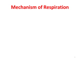 Mechanism of Respiration
1
 