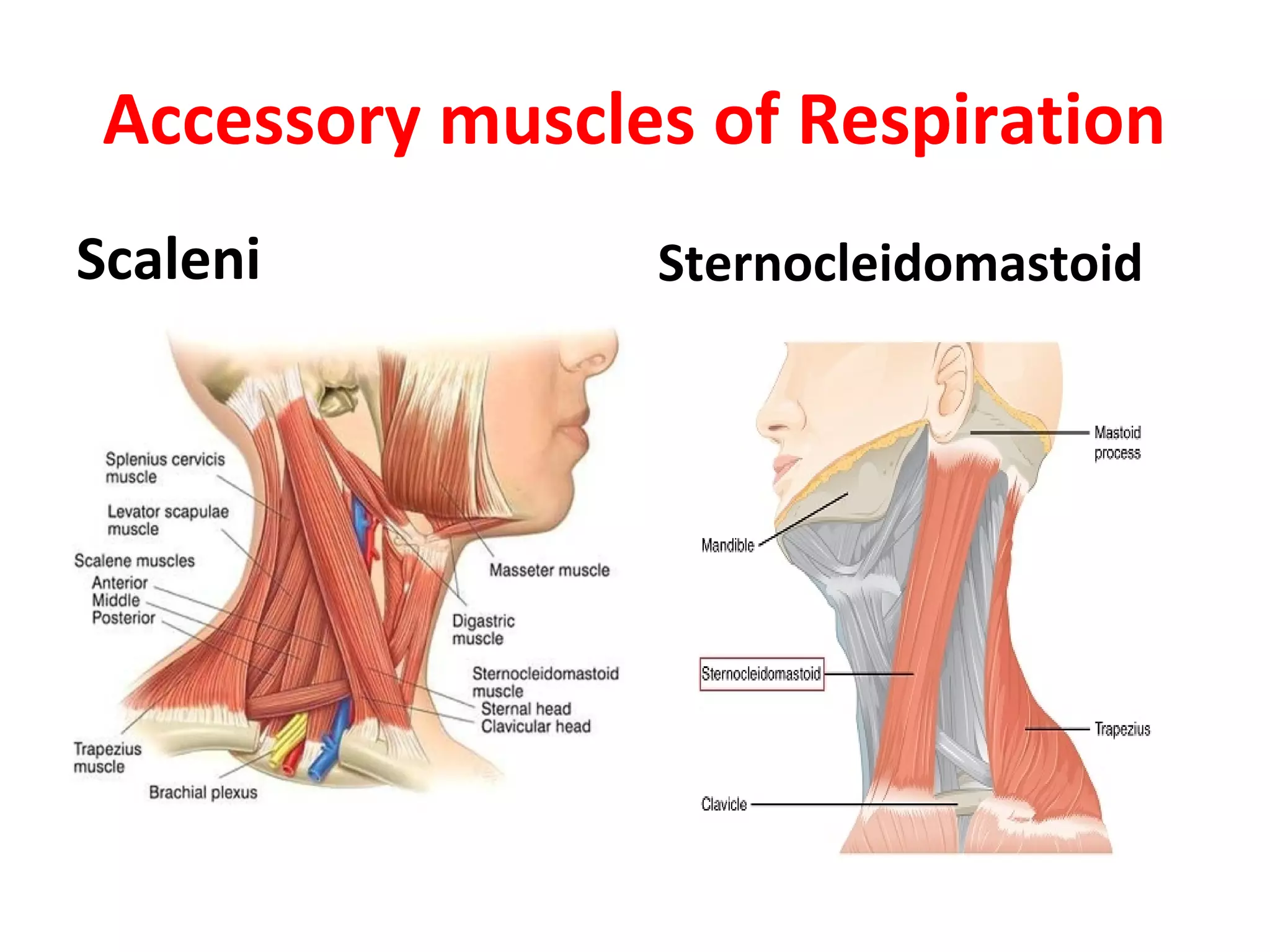 Mechanism of respiration | PDF