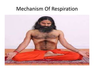 Mechanism Of Respiration
 