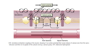 Mechanism of skeletal muscle contraction and relaxation.pptx