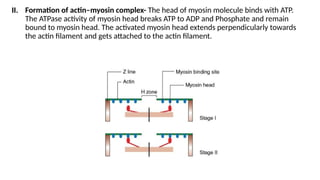 Mechanism of skeletal muscle contraction and relaxation.pptx