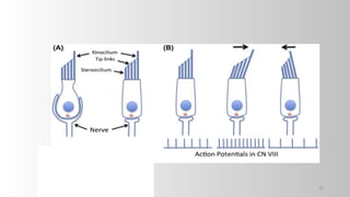 MECHANISM OF SOUND RECEPTION AND HEARING.pptx