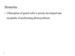 Demerits:
 Chloroplast of guard cells is poorly developed and
incapable of performing photosynthesis.
 
